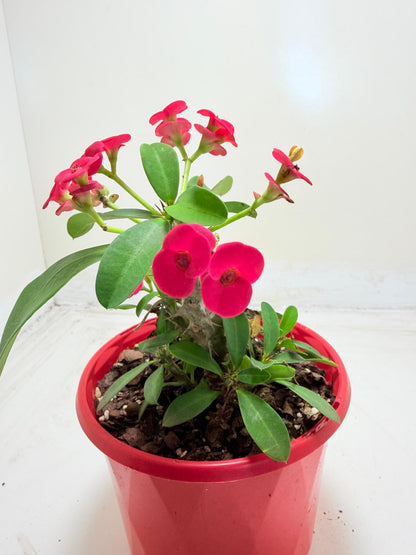 Euphorbia Milli #906