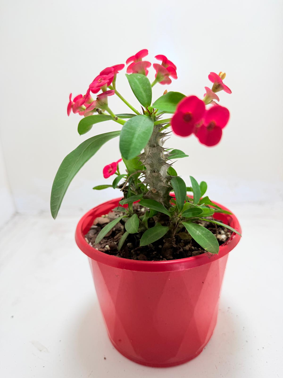 Euphorbia Milli #906