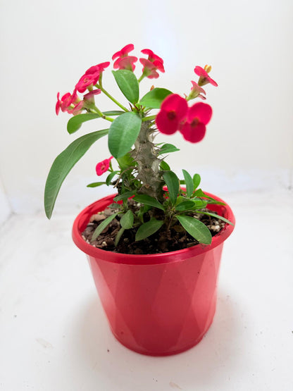 Euphorbia Milli #906