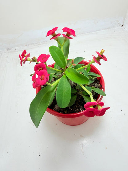 Euphorbia Milli #906