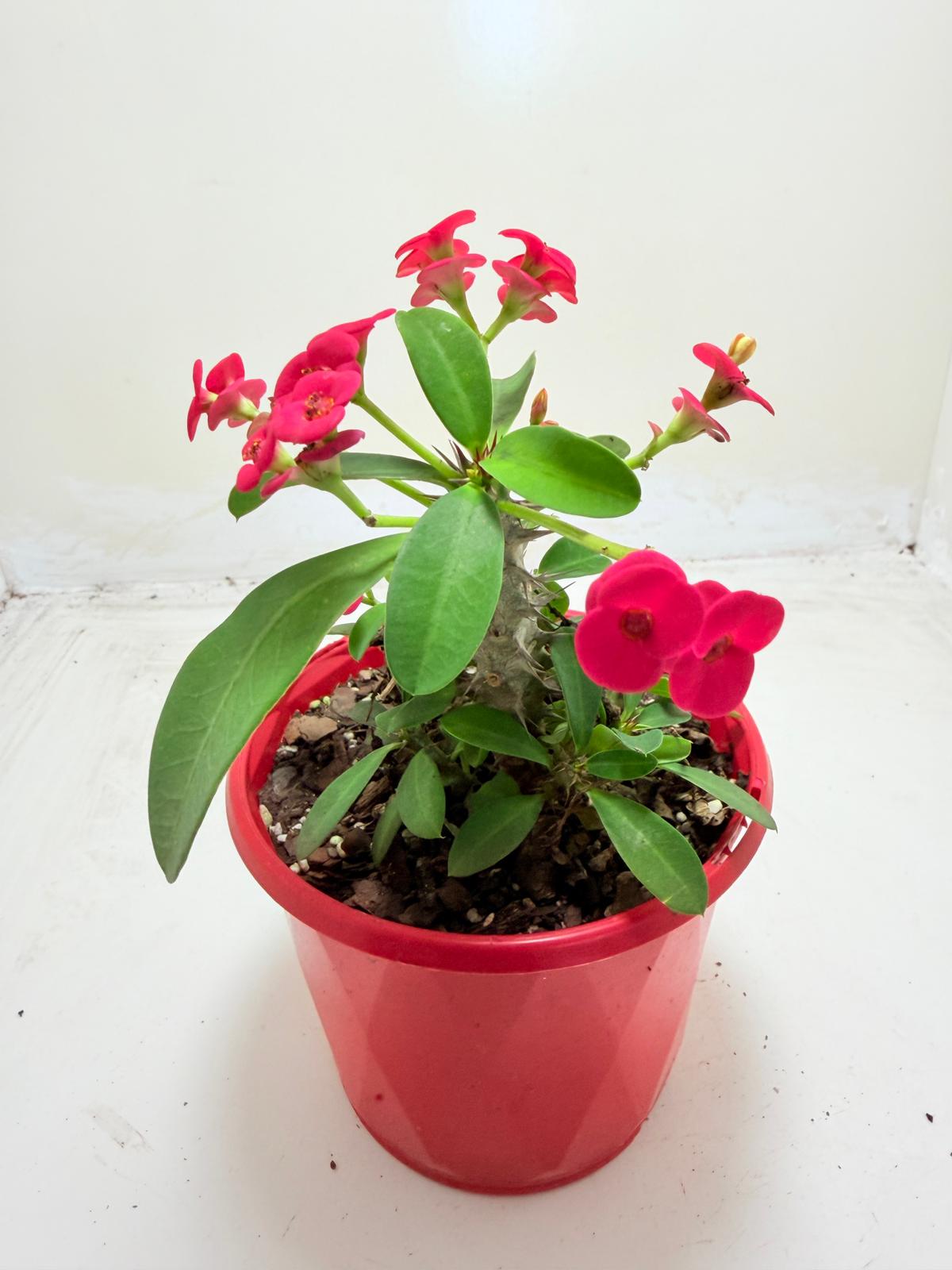 Euphorbia Milli #906