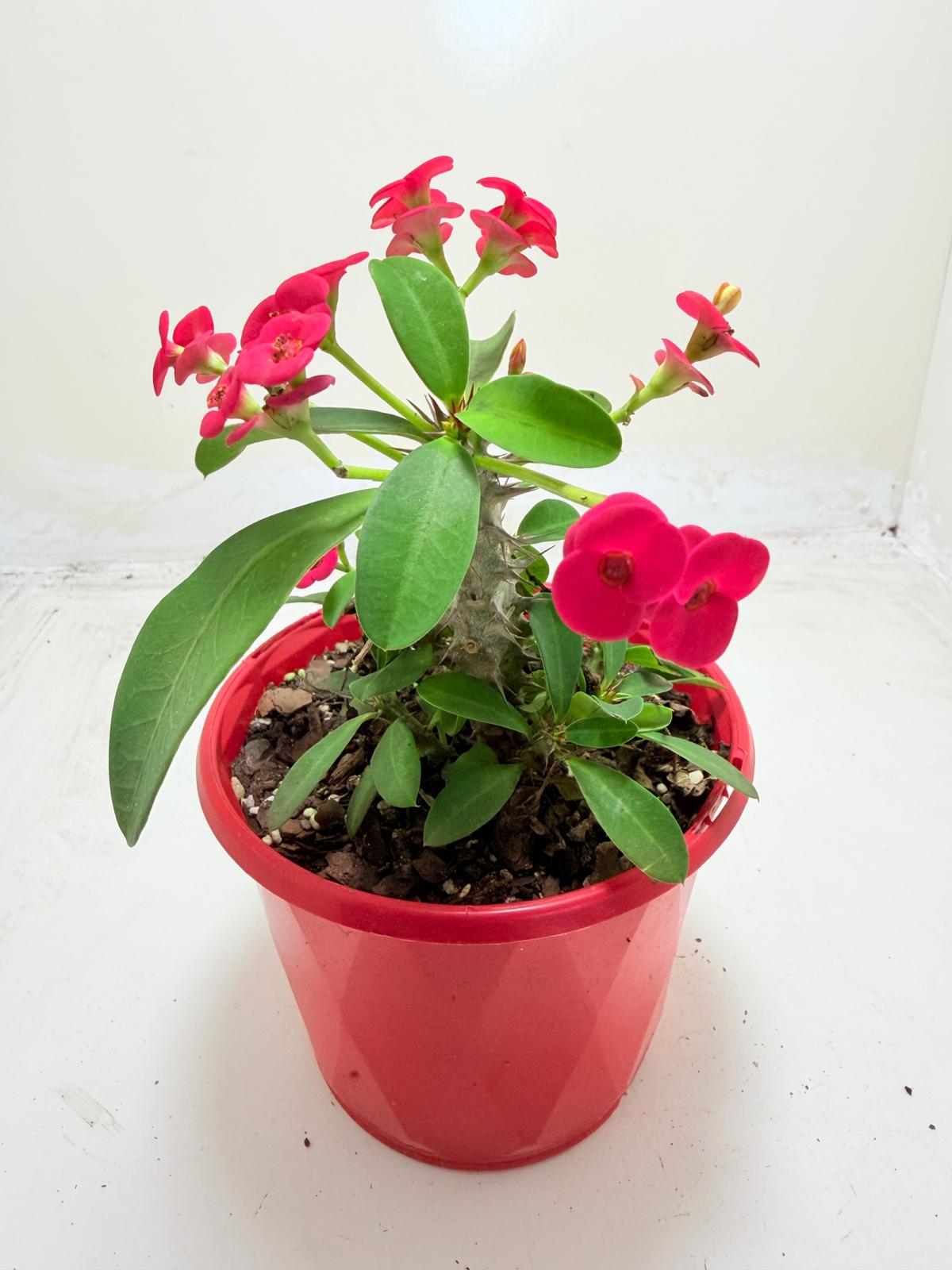 Euphorbia Milli #906