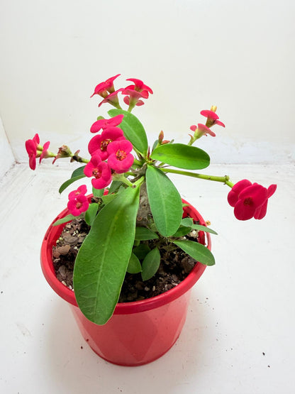 Euphorbia Milli #906