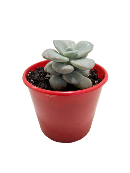 Graptoveria Margaret Rose