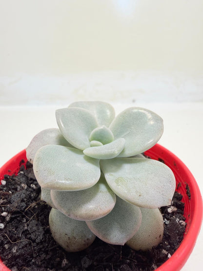 Graptoveria Margaret Rose