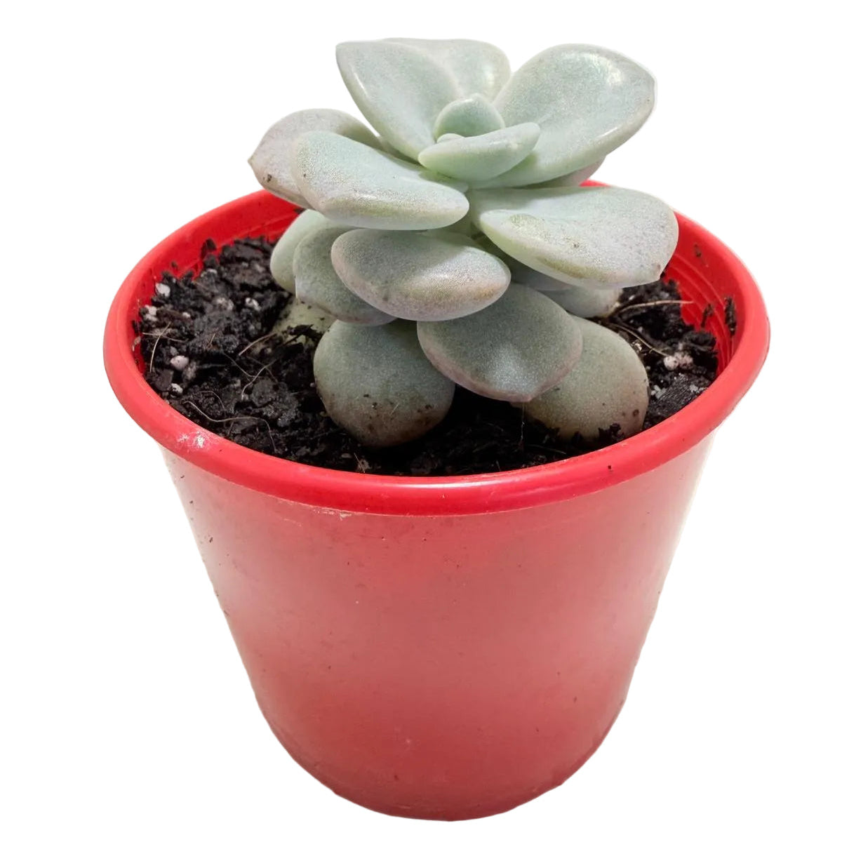 Graptoveria Margaret Rose