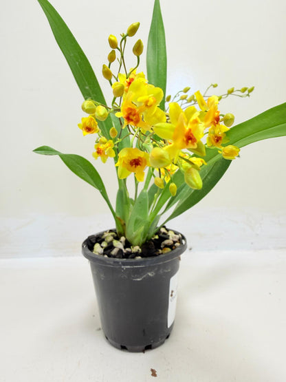 Oncidium Twinkle 'Oro' Orchid - 80mm with pot