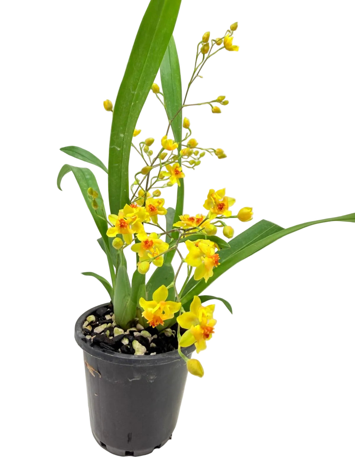 Oncidium Twinkle 'Oro' Orchid - 80mm with pot
