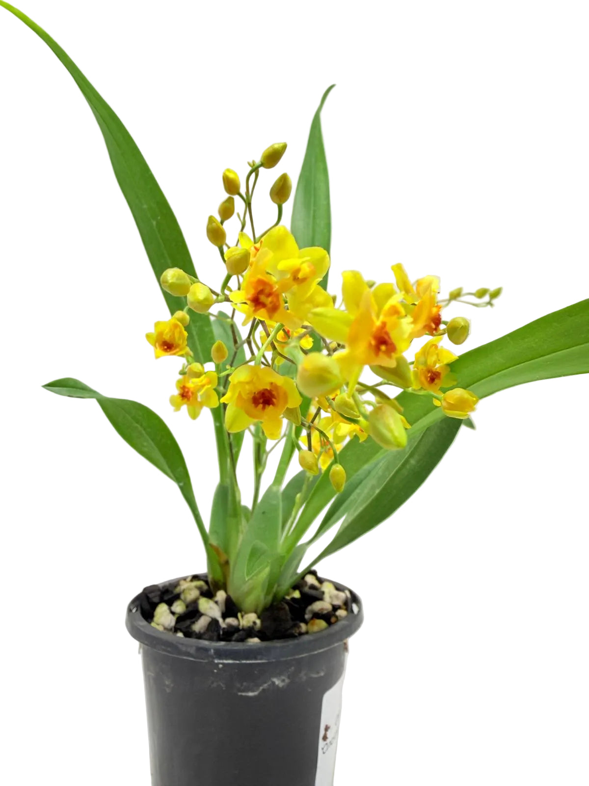 Oncidium Twinkle 'Oro' Orchid - 80mm with pot