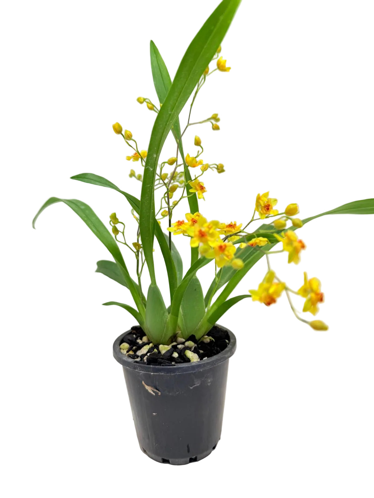 Oncidium Twinkle 'Oro' Orchid - 80mm with pot