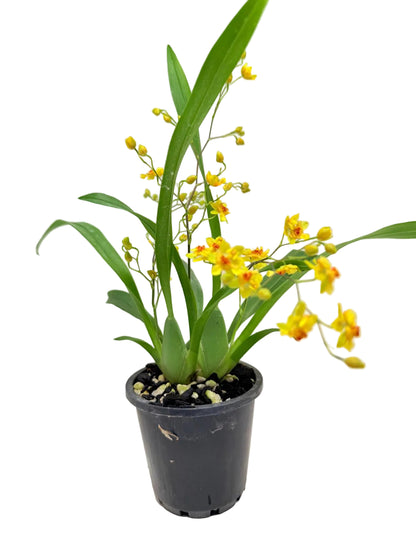 Oncidium Twinkle 'Oro' Orchid - 80mm with pot