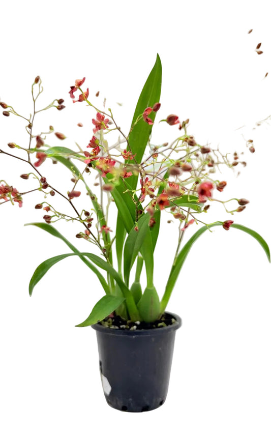 Oncidium Twinkle 'CT Red Girl'