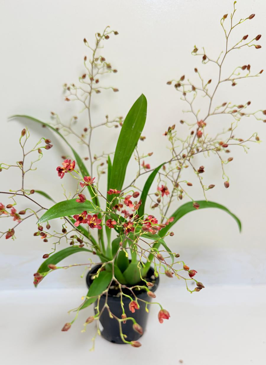 Oncidium Twinkle 'CT Red Girl' - 80mm with pot