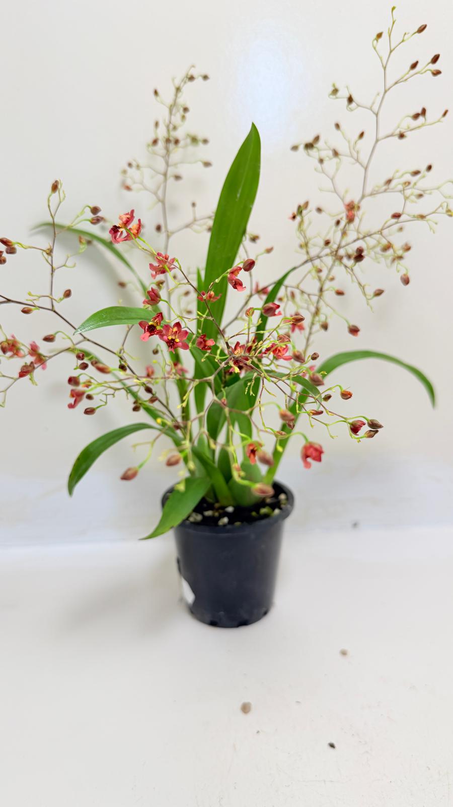 Oncidium Twinkle 'CT Red Girl' - 80mm with pot