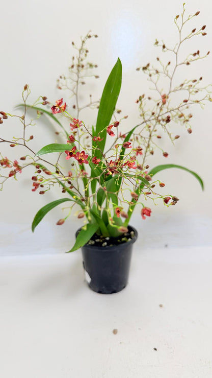 Oncidium Twinkle 'CT Red Girl' - 80mm with pot