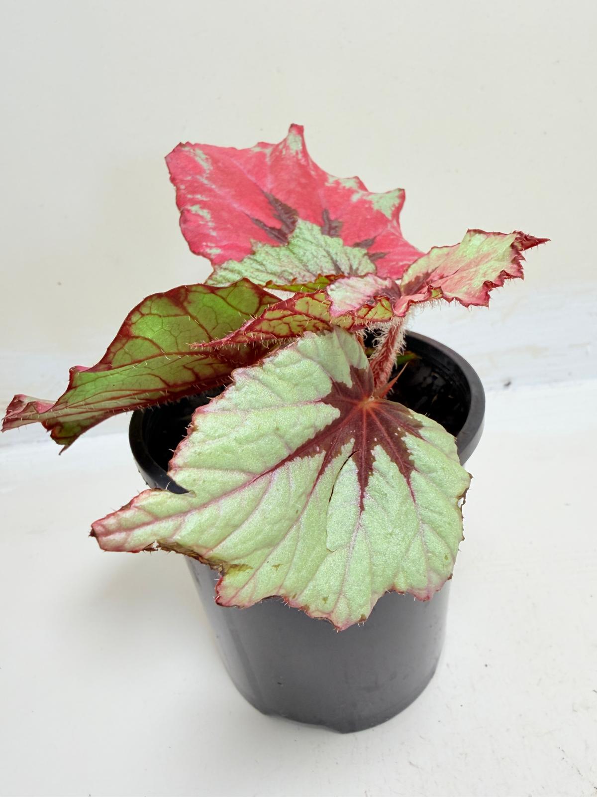 Begonia Ruby Slippers