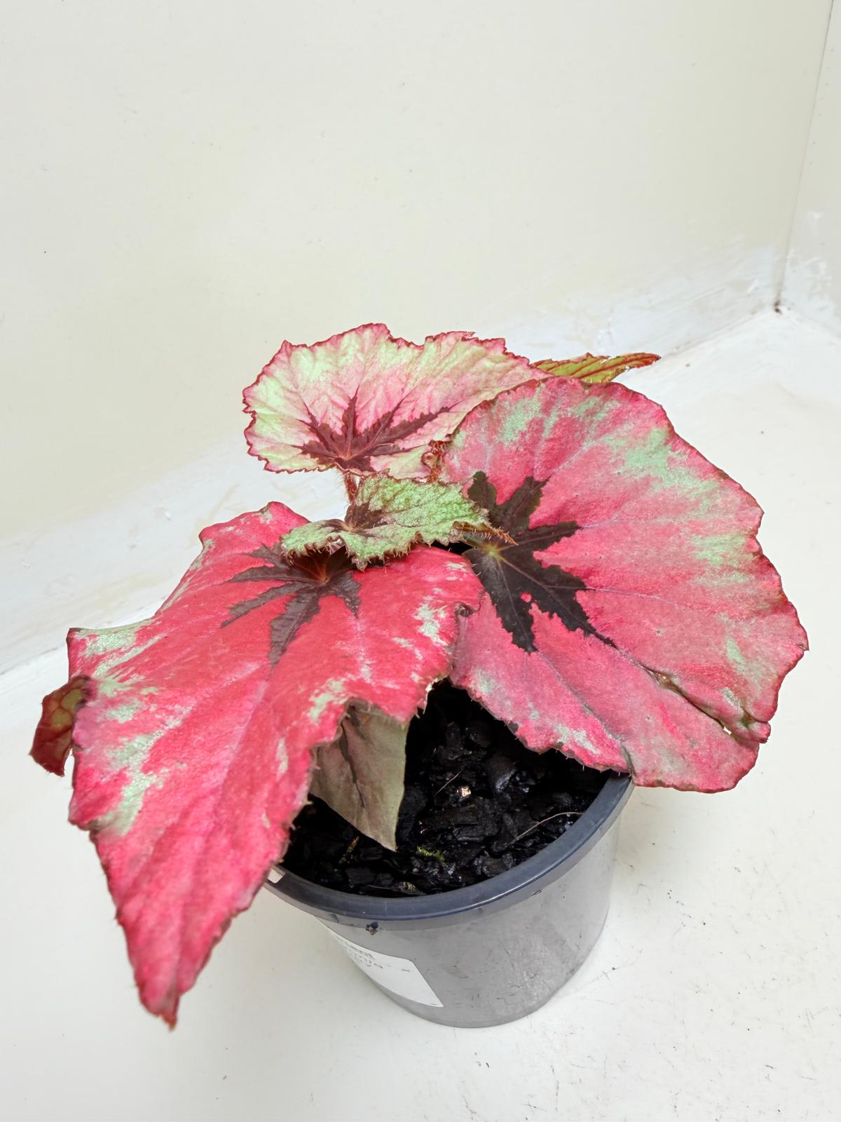 Begonia Ruby Slippers