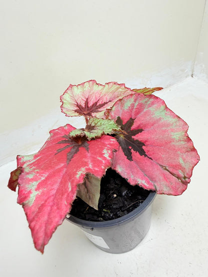 Begonia Ruby Slippers