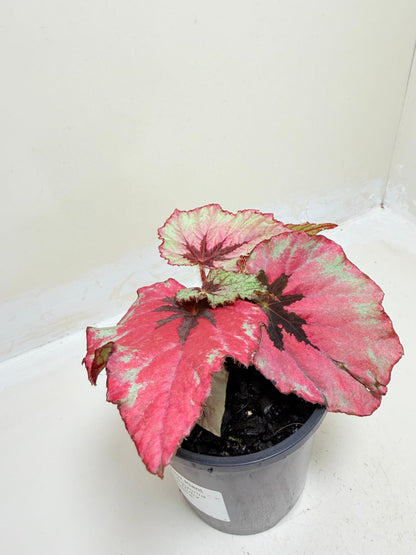 Begonia Ruby Slippers