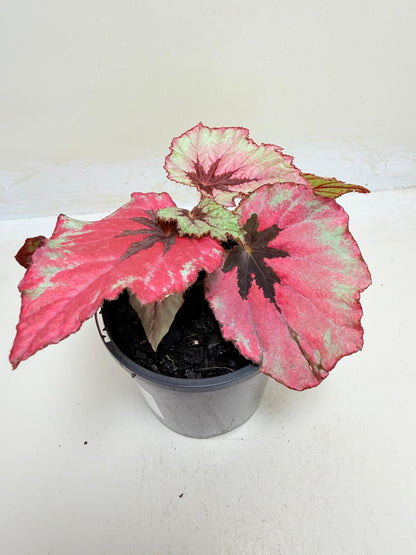 Begonia Ruby Slippers