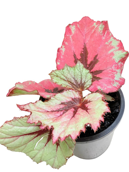 Begonia Ruby Slippers