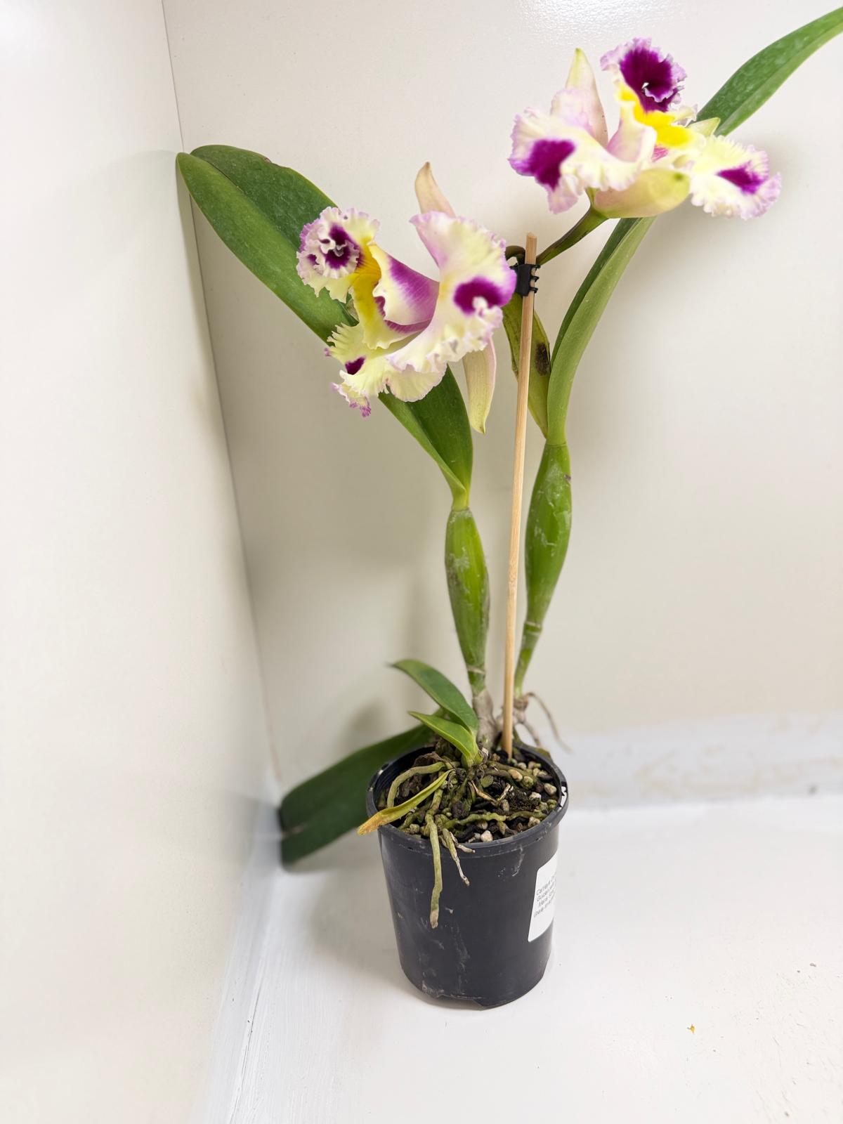 Buy Cattleya Bio Goldenzelle Egg Nong x Maris Song Mad Butterfly | Rare Orchid-  100mm