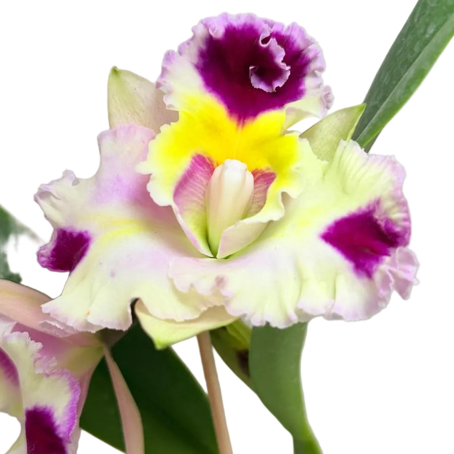 Buy Cattleya Bio Goldenzelle Egg Nong x Maris Song Mad Butterfly | Rare Orchid-  100mm