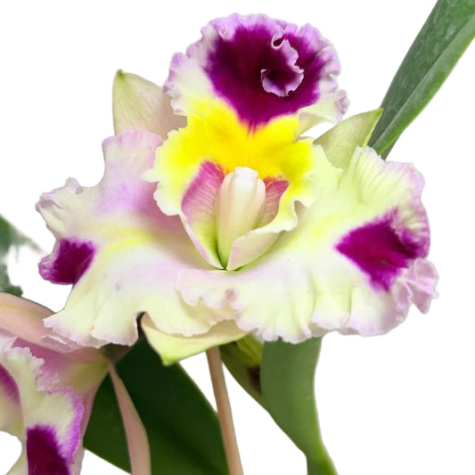 Cattleya Bio Goldenzelle Egg Nong x Maris Song Mad Butterfly
