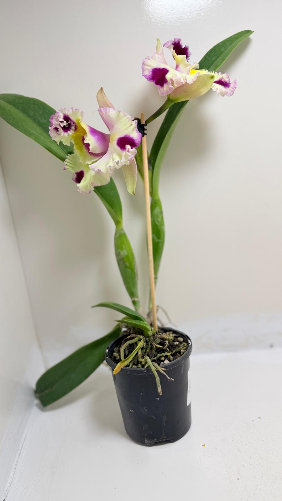 Buy Cattleya Bio Goldenzelle Egg Nong x Maris Song Mad Butterfly | Rare Orchid-  100mm