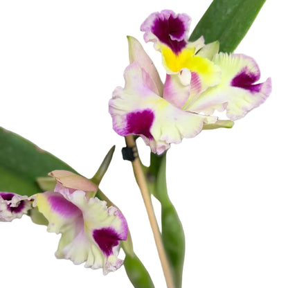 Buy Cattleya Bio Goldenzelle Egg Nong x Maris Song Mad Butterfly | Rare Orchid-  100mm