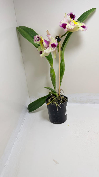 Buy Cattleya Bio Goldenzelle Egg Nong x Maris Song Mad Butterfly | Rare Orchid-  100mm