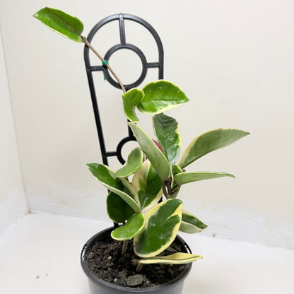 Hoya Purple Pride | Statement Indoor Plant -130 mm