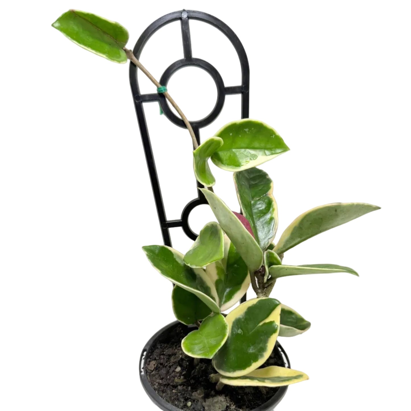 Hoya Purple Pride | Statement Indoor Plant -130 mm
