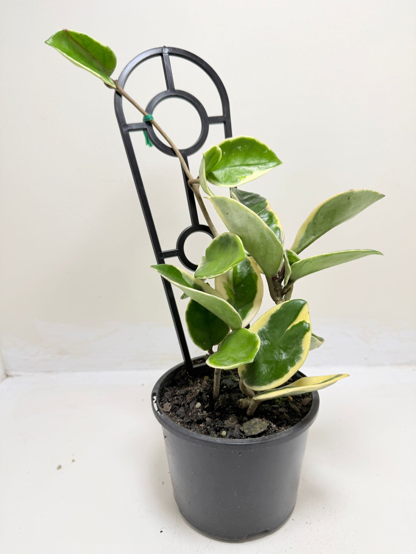 Hoya Purple Pride | Statement Indoor Plant -130 mm