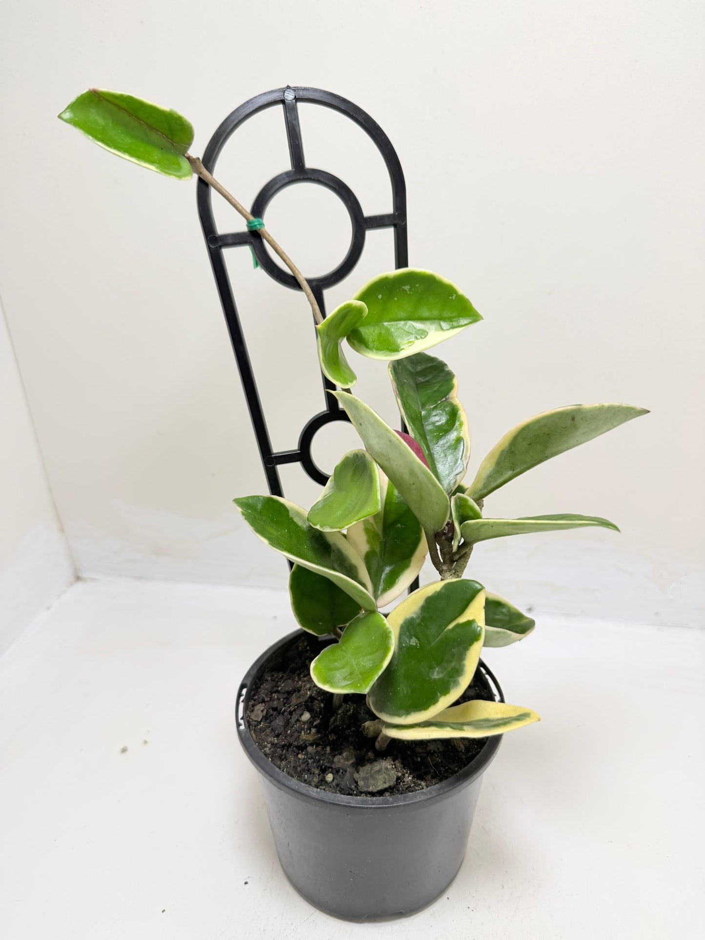Hoya Purple Pride | Statement Indoor Plant -130 mm
