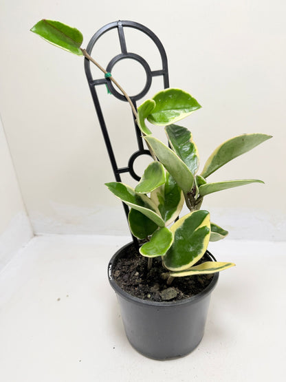 Hoya Purple Pride | Statement Indoor Plant -130 mm