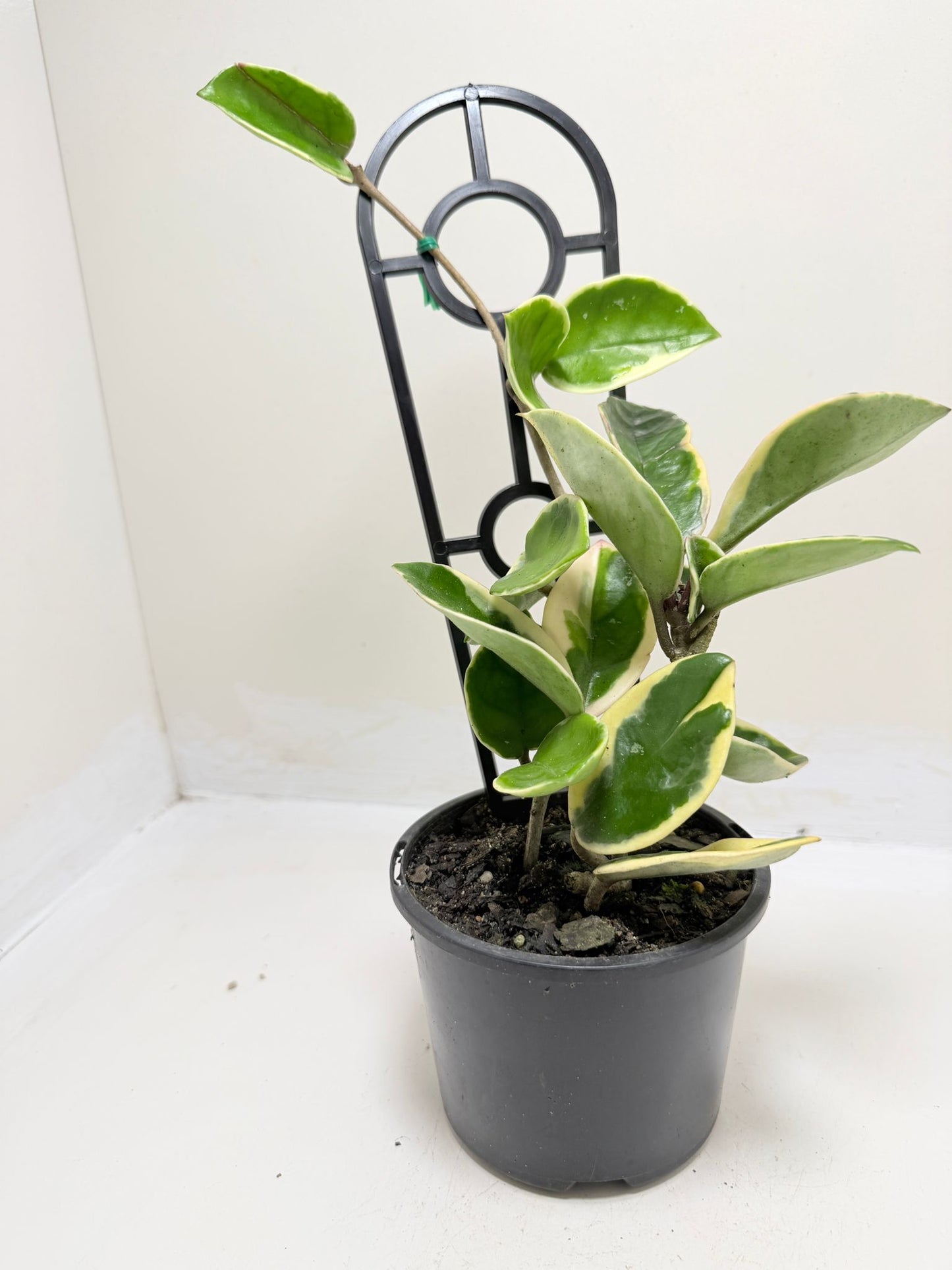 Hoya Purple Pride | Statement Indoor Plant -130 mm