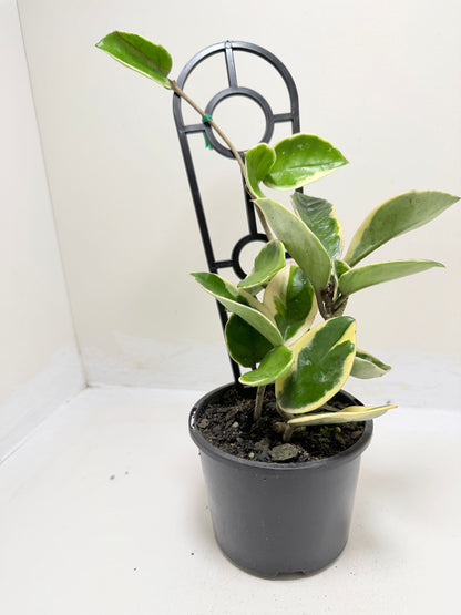 Hoya Purple Pride | Statement Indoor Plant -130 mm