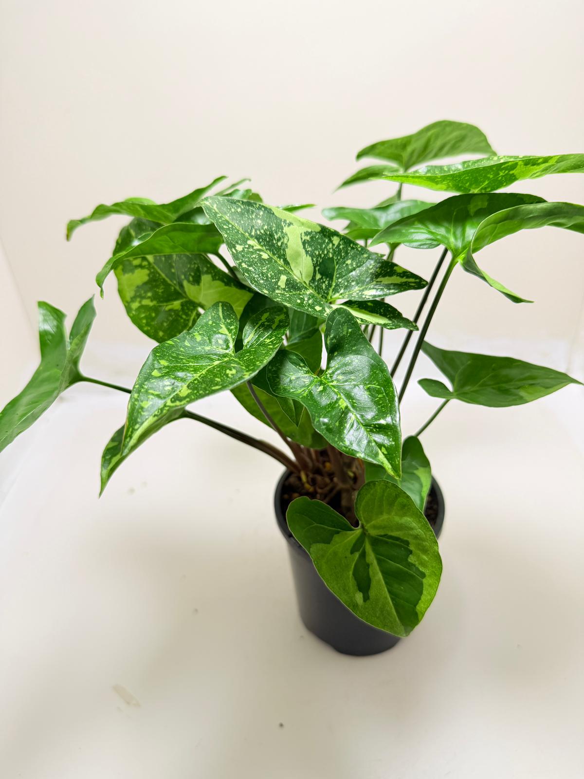 Synonym Panda | Rare & Exotic Plant|130mm