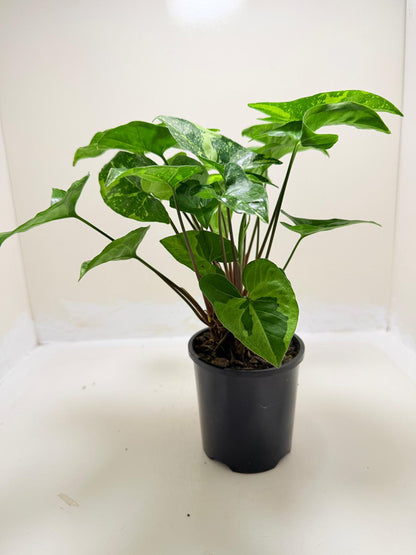 Synonym Panda | Rare & Exotic Plant|130mm
