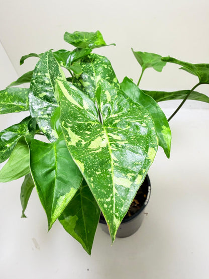 Synonym Panda | Rare & Exotic Plant|130mm