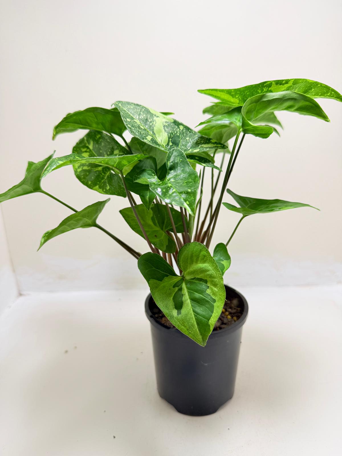 Synonym Panda | Rare & Exotic Plant|130mm