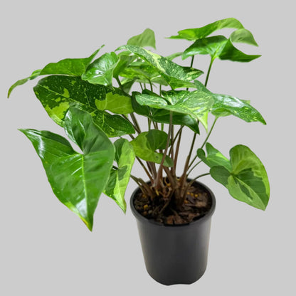 Synonym Panda | Rare & Exotic Plant|130mm