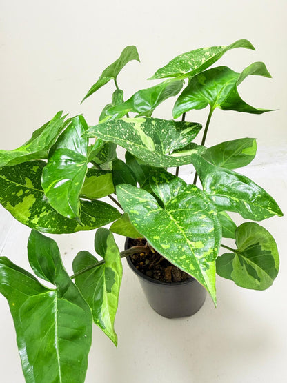 Synonym Panda | Rare & Exotic Plant|130mm