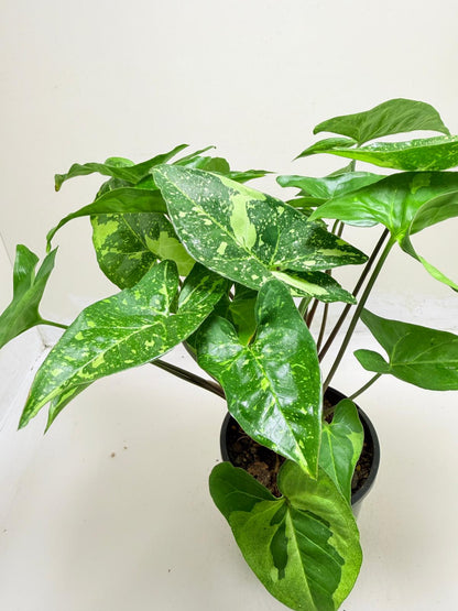 Synonym Panda | Rare & Exotic Plant|130mm