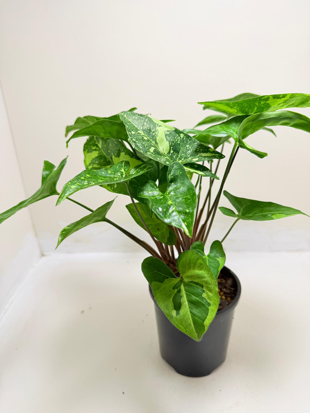 Synonym Panda | Rare & Exotic Plant|130mm