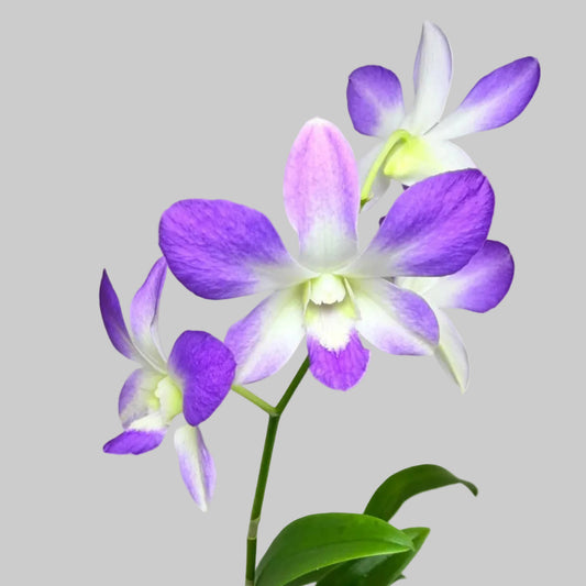 Den.Aridang Light Blue