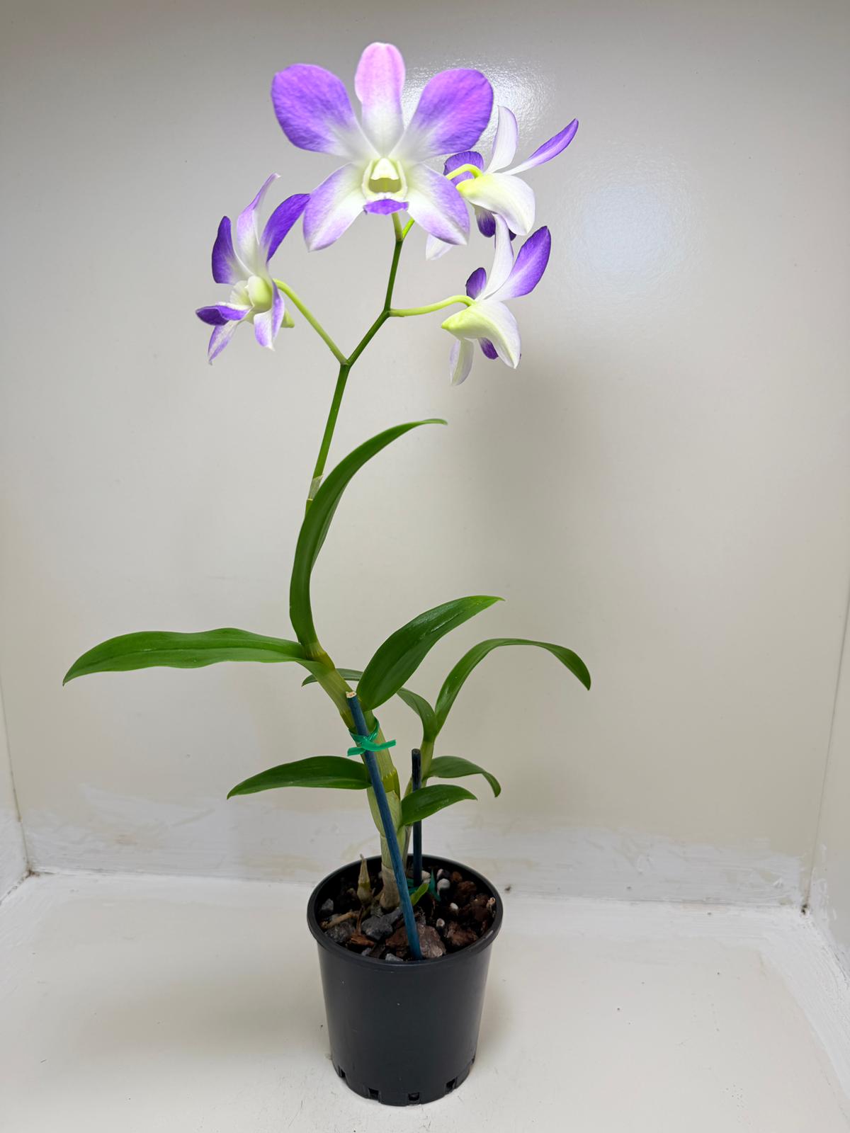 Buy Den.Aridang Light Blue | Rare & Exotic Plant