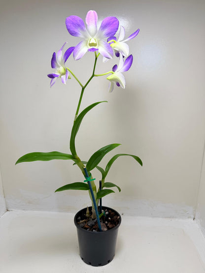 Buy Den.Aridang Light Blue | Rare & Exotic Plant