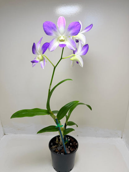 Buy Den.Aridang Light Blue | Rare & Exotic Plant